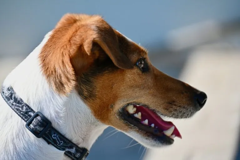 juncala dog 7417233